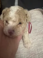 Nena AKC, a female Poodle - Toy  for sale in Miami, FL – 1 of 4