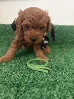 Duque Akc, a male Poodle - Toy  for sale in Miami, FL – 1 of 5