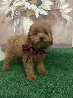 Milo AKC, a male Poodle - Toy  for sale in Miami, FL – 3 of 9