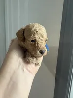 J J AKC, a male Poodle - Toy  for sale in Miami, FL – 2 of 2