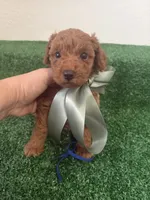 Prince AKC, a male Poodle - Toy  for sale in Miami, FL – 1 of 6