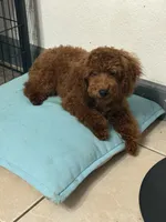 Charlie AKC, a male Poodle - Toy  for sale in Miami, FL – 2 of 9