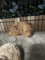 Rick AKC, a male Poodle - Toy  for sale in Miami, FL – 5 of 7
