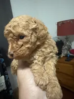 Rick AKC, a male Poodle - Toy  for sale in Miami, FL – 3 of 7