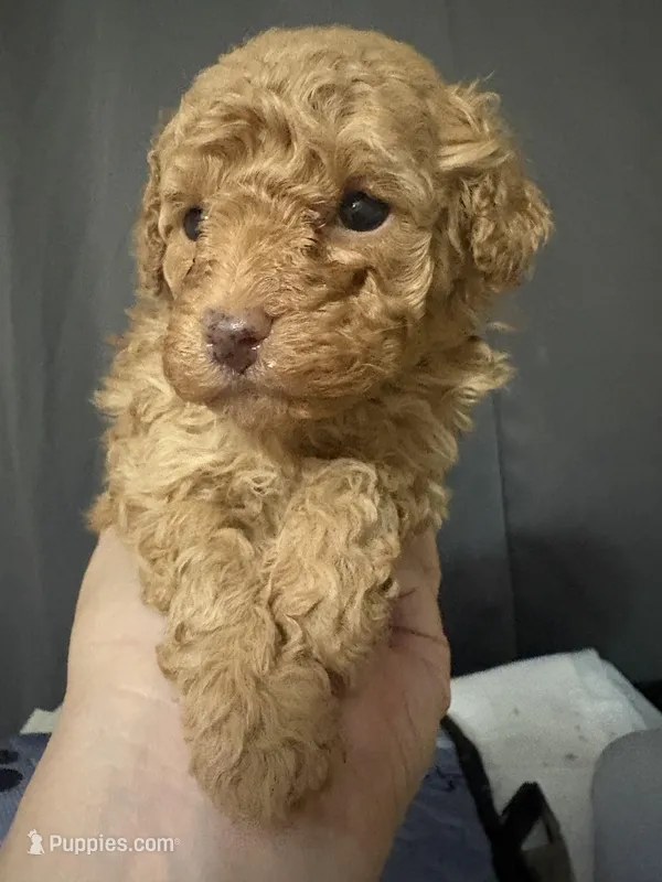 Rick AKC – Poodle - Toy  puppy for sale in Miami, FL