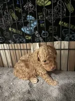 Rick AKC, a male Poodle - Toy  for sale in Miami, FL – 4 of 7
