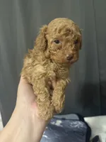 Rick AKC, a male Poodle - Toy  for sale in Miami, FL – 2 of 7