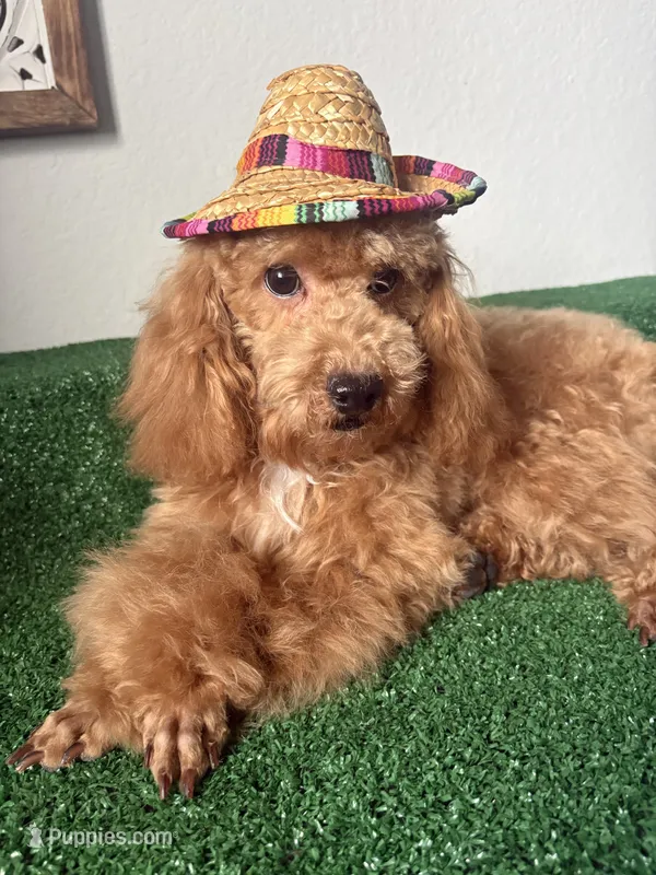 Rocky AKC  – Poodle - Toy  puppy for sale in Miami, FL