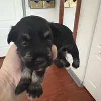 Susan CKC, a female Miniature Schnauzer for sale in Miami, FL – Photo 7 of 7