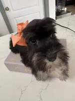 Susan CKC, a female Miniature Schnauzer for sale in Miami, FL – Photo 3 of 7