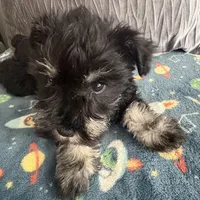 Susan CKC, a female Miniature Schnauzer for sale in Miami, FL – Photo 5 of 7