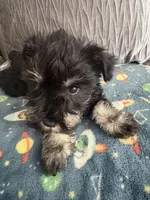 Susan CKC, a female Miniature Schnauzer for sale in Miami, FL – Photo 2 of 4