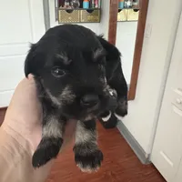 Susan CKC, a female Miniature Schnauzer for sale in Miami, FL – Photo 6 of 7