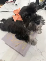 Susan CKC, a female Miniature Schnauzer for sale in Miami, FL – Photo 4 of 7