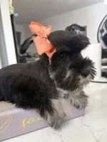 Susan CKC, a female Miniature Schnauzer for sale in Miami, FL – Photo 1 of 7