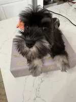 Susan CKC, a female Miniature Schnauzer for sale in Miami, FL – Photo 2 of 7