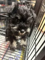 Susan CKC, a female Miniature Schnauzer for sale in Miami, FL – Photo 1 of 4