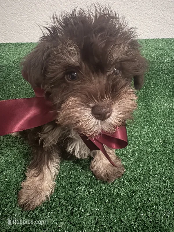Schnauzer  – Miniature Schnauzer puppy for sale in Miami, FL