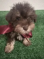Schnauzer , a female Miniature Schnauzer for sale in Miami, FL – 1 of 3