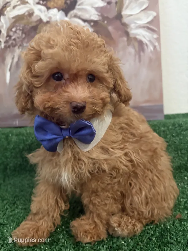 Rick AKC – Poodle - Toy  puppy for sale in Miami, FL