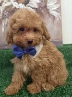 Rick AKC, a male Poodle - Toy  for sale in Miami, FL – 1 of 9