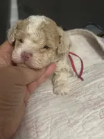 Nena AKC, a female Poodle - Toy  for sale in Miami, FL – 2 of 4