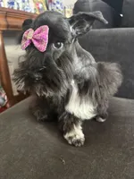 Mary CKC, a female Miniature Schnauzer for sale in Miami, FL – 2 of 9