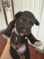 Milo CKC, a male Miniature Schnauzer for sale in Miami, FL – Photo 4 of 5