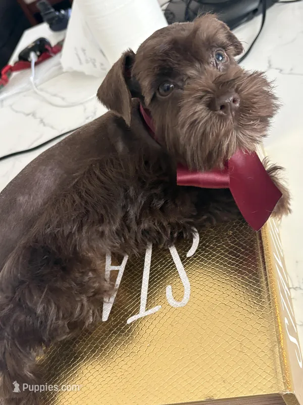 Milo CKC – Miniature Schnauzer puppy for sale in Miami, FL