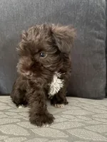 Milo CKC, a male Miniature Schnauzer for sale in Miami, FL – Photo 1 of 5