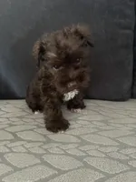 Milo CKC, a male Miniature Schnauzer for sale in Miami, FL – Photo 2 of 5