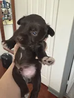 Milo CKC, a male Miniature Schnauzer for sale in Miami, FL – Photo 5 of 5