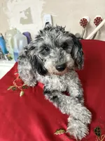 Rocky , a male Poodle - Toy  for sale in Miami, FL – Photo 3 of 4