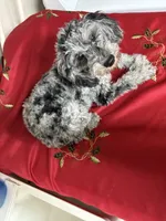 Rocky , a male Poodle - Toy  for sale in Miami, FL – Photo 4 of 4