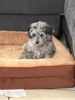 Rocky , a male Poodle - Toy  for sale in Miami, FL – Photo 2 of 4