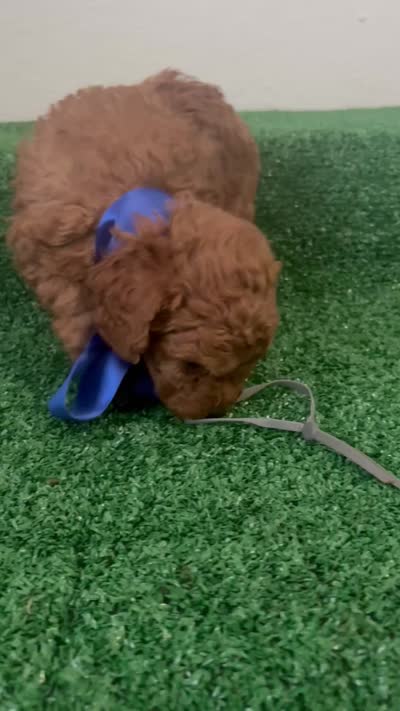 Ricki AKC, a male Poodle - Toy  for sale in Miami, FL – 6 of 6