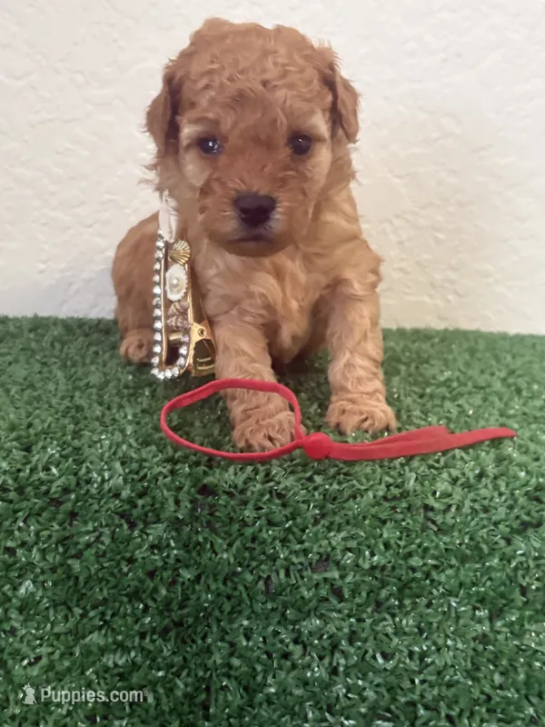 Roxy AKC – Poodle - Toy  puppy for sale in Miami, FL