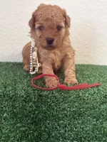 Roxy AKC, a female Poodle - Toy  for sale in Miami, FL – 1 of 5