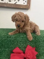 Lily Akc, a female Poodle - Toy  for sale in Miami, FL – 2 of 5