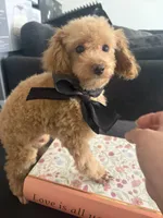 Rick AKC tcup, a male Poodle - Toy  for sale in Miami, FL – 3 of 10