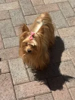 Princess , a female Yorkipoo for sale in Miami, FL – 7 of 8
