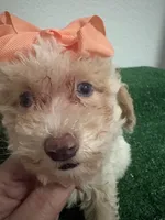 Queen AKC, a female Poodle - Toy  for sale in Miami, FL – 2 of 10
