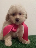 Gigi AKC, a female Poodle - Toy  for sale in Miami, FL – 1 of 9