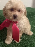 Gigi AKC, a female Poodle - Toy  for sale in Miami, FL – 2 of 9