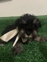 Lucie, a female Miniature Schnauzer for sale in Miami, FL – 3 of 3