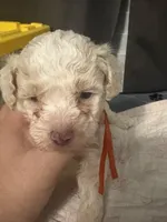 Gigi AKC, a female Poodle - Toy  for sale in Miami, FL – 2 of 5