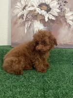 Charlie AKC, a male Poodle - Toy  for sale in Miami, FL – 4 of 9