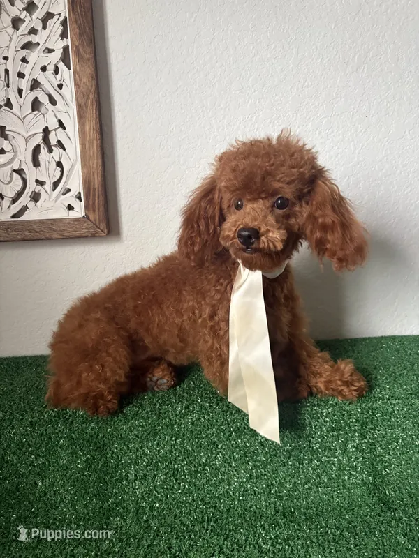 Luca AKC – Poodle - Toy  puppy for sale in Miami, FL