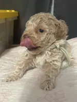 Lola AKC, a female Poodle - Toy  for sale in Miami, FL – 2 of 4