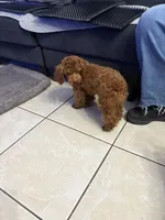 Luca AKC, a male Poodle - Toy  for sale in Miami, FL – 2 of 9
